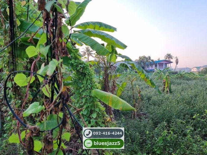รูป ขาย ที่ดิน 15-3-28ไร่ พุทธมณฑลสาย7 นครปฐม ใกล้แม่น้ำท่าจีน มีโฉนด ไม่ติดจำนอง น้ำไฟเข้าถึง เหมาะทำร้านอาหาร ที่พัก รีสอร์ท โฮมสเตย์ - รูปที่ 7/9