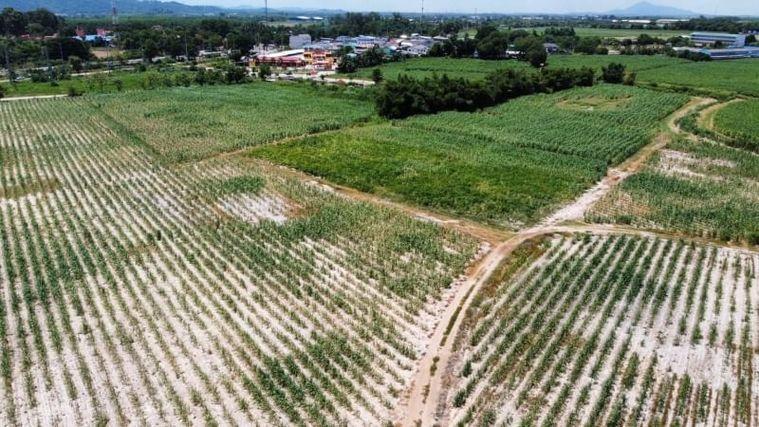 รูป ที่ดินบ้านบึง โซนหนองไผ่แก้ว แปลงสวย ทำเลดี  - รูปที่ 2/14