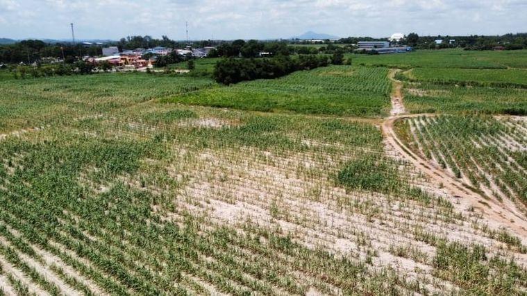 รูป ที่ดินบ้านบึง โซนหนองไผ่แก้ว แปลงสวย ทำเลดี  - รูปที่ 3/14