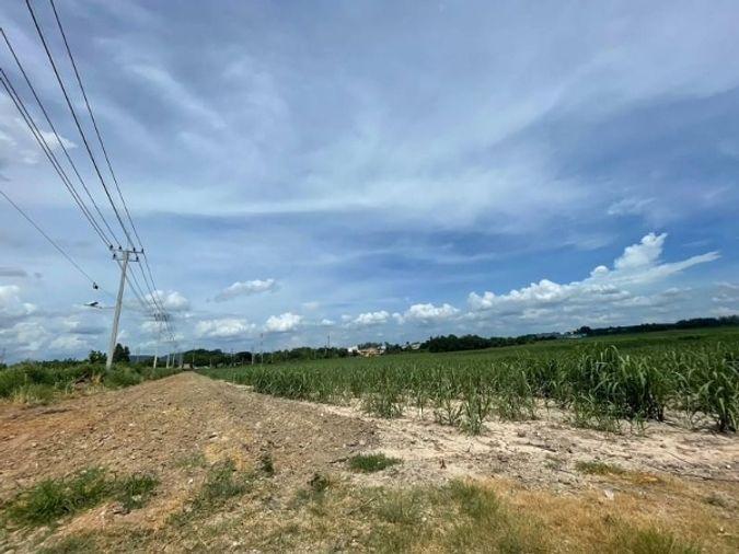 รูป ที่ดินบ้านบึง โซนหนองไผ่แก้ว แปลงสวย ทำเลดี  - รูปที่ 10/14