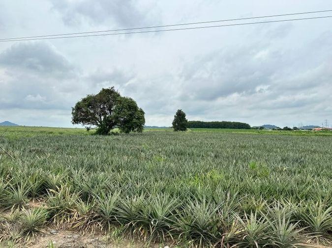 picture Beautiful plot of land, good location, on the main road, Nong Suea Chang, Nong Yai - 3/15