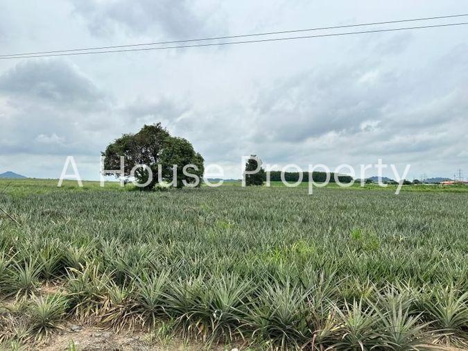 picture Beautiful plot of land, good location, on the main road, Nong Suea Chang, Nong Yai - 3/15