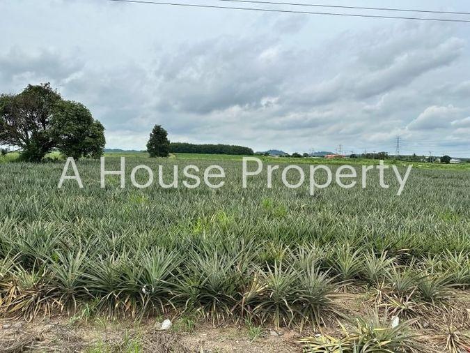 picture Beautiful plot of land, good location, on the main road, Nong Suea Chang, Nong Yai - 1/15