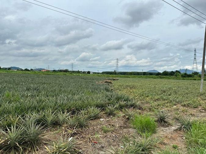 picture Beautiful plot of land, good location, on the main road, Nong Suea Chang, Nong Yai - 2/15