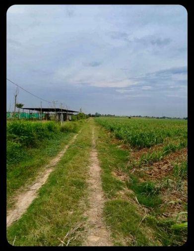 รูป (UA003)ขายที่ดิน ติดคลองชลประทาน อ.กำแพงแสน จ.นครปฐม (แปลงที่ดินติดกับไร่นาบุญ) - รูปที่ 3/4