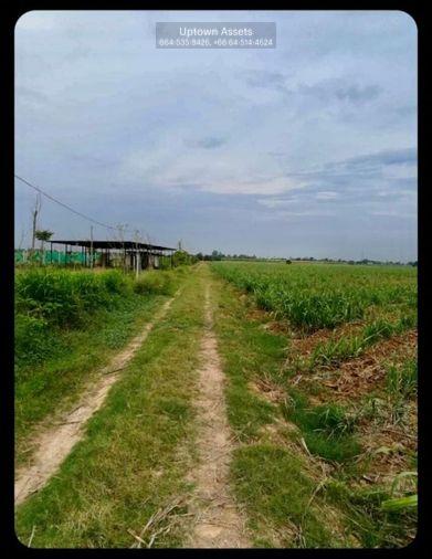 รูป (UA003)ขายที่ดิน ติดคลองชลประทาน อ.กำแพงแสน จ.นครปฐม (แปลงที่ดินติดกับไร่นาบุญ) - รูปที่ 3/4