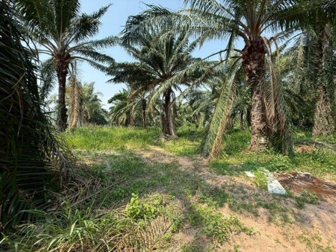 picture Land for sale in Sriracha, Khao Khan Song, beautiful plot, EEC area, near route 331 - 1/16