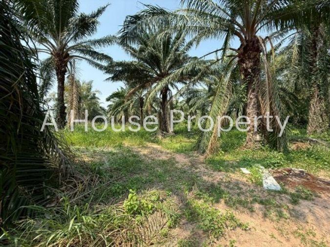 picture Land for sale in Sriracha, Khao Khan Song, beautiful plot, EEC area, near route 331 - 1/16