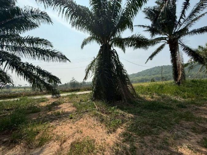 picture Land for sale in Sriracha, Khao Khan Song, beautiful plot, EEC area, near route 331 - 3/16