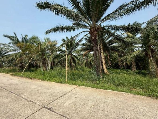 picture Land for sale in Sriracha, Khao Khan Song, beautiful plot, EEC area, near route 331 - 8/16
