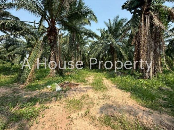 picture Land for sale in Sriracha, Khao Khan Song, beautiful plot, EEC area, near route 331 - 2/16
