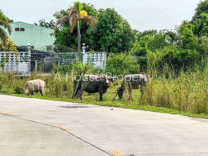 รูป ขายที่ดินพร้อมสิ่งปลูกสร้าง บรรยากาศธรรมชาติ แหล่งชุมชน ห้วยกะปิ ชลบุรี - รูปที่ 19/19