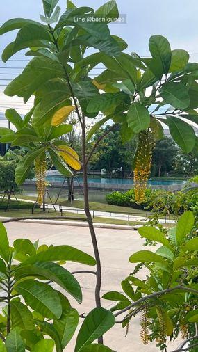 รูป เช่าบ้าน มัณฑนา บางนา กม.15 บางพลี - รูปที่ 21/29
