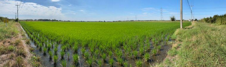 picture Land in Bang Pa-in District, Ayutthaya Province - 7/8