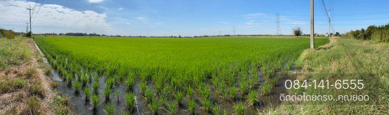 picture Land in Bang Pa-in District, Ayutthaya Province - 7/8