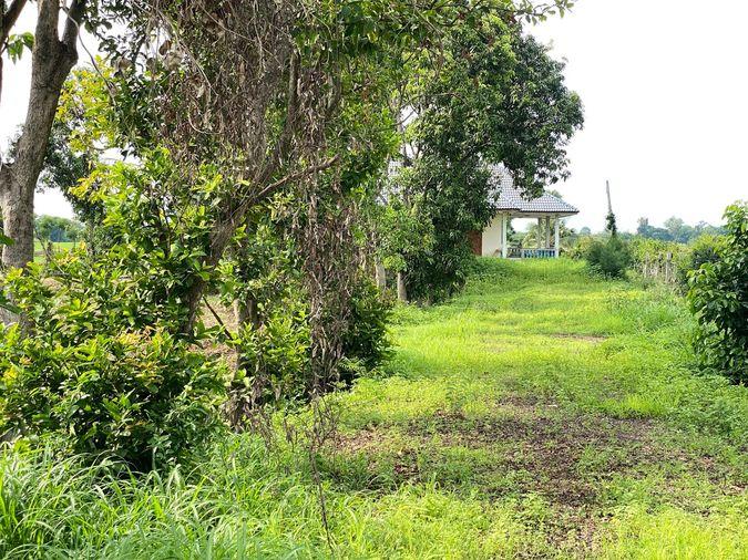 picture Land for sale in Sing Buri, opposite Wat Phra Non, 4-2-16 Rai, price 10.35 million Baht, width 88 meters, drectangular plot, adjacent to Highway 3032. - 6/14