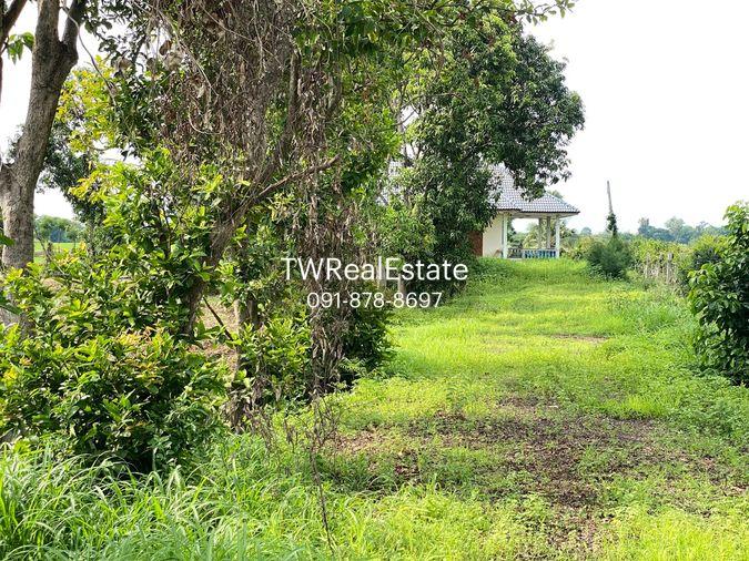 picture Land for sale in Sing Buri, opposite Wat Phra Non, 4-2-16 Rai, price 10.35 million Baht, width 88 meters, drectangular plot, adjacent to Highway 3032. - 6/14