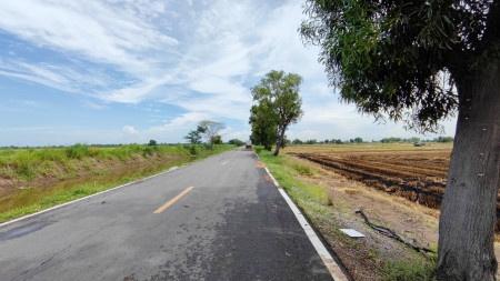 รูป ขาย ที่ดินเปล่า 10 ไร่ คลอง 5 ฝั่งตะวันออก อ. คลองหลวง ปทุมธานี หน้ากว้าง ติดถนนคอนกรีต - รูปที่ 2/8