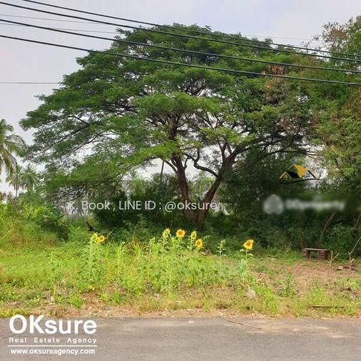 รูป 🌳 ขายที่ดินสวย ซ.เพชรเกษม 88 ราคาดี เดินทางสะดวก - รูปที่ 5/7