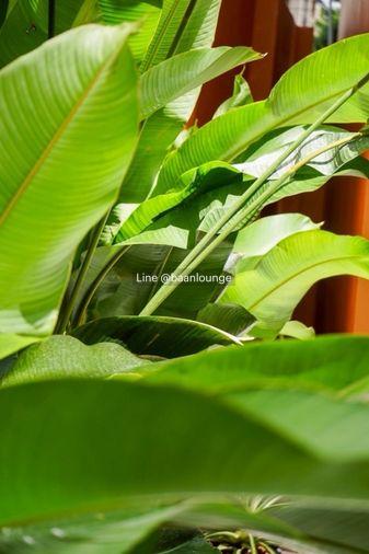 picture Beautifully designed house , private house Only 8 units , House for sale on Soi Sailom. - 9/20