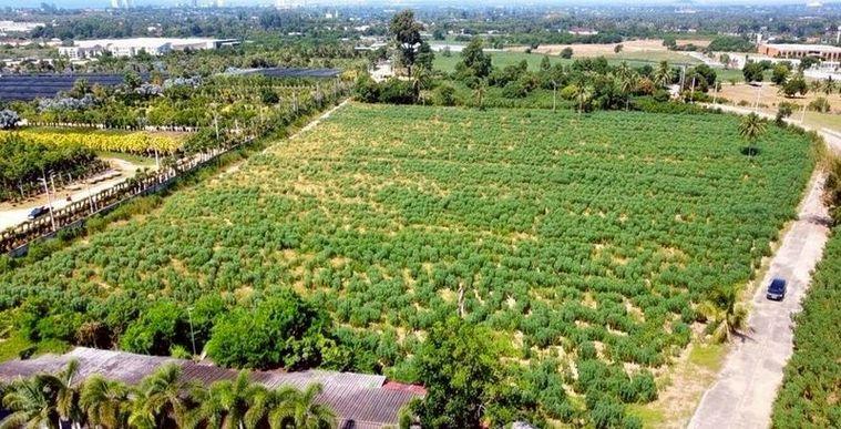 รูป ขายที่ติดสวนนงนุช พัทยา  ใกล้ทะเลนาจอมเทียน แปลงสวย ทำเลดีมาก  - รูปที่ 1/4