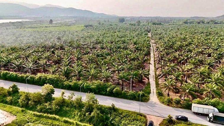 รูป ขายที่ดินบ้านบึง คลองกิ่ว แปลงสวย ใกล้แหล่งนิคมอุตสาหกรรมมากมาย - รูปที่ 2/3