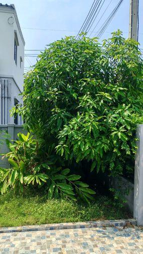 รูป 🏠 ขายบ้าน : Pleno Phaholyothin - Rangsit (พลีโน่ พหลโยธิน - รังสิต)   รหัสทรัพย์ | 📌LNP-H785  - รูปที่ 29/35