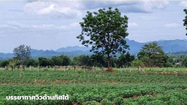 รูป ขายที่ดินภูเขาไฟ บ้านหนองสะแกสี่ ต.โคกสะอาด อ.ศรีเทพ จ.เพชรบูรณ์(ห่างทางหลวง หมายเลข21 8 กม.หรือ 15 นาทีจากตัวอำเภอ) - รูปที่ 3/14