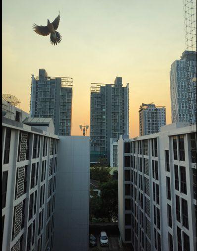 รูป ว่างพร้อมอยู่! My Condo สุขุมวิท81. 1นอน 35ตรม. Line id: @pfagent - รูปที่ 8/8