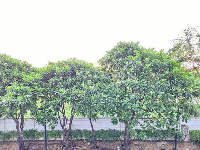 picture EZYHOME080326  Sale :𝗗 𝗰𝗼𝗻𝗱𝗼 Ramkhamheang64 - 6/32