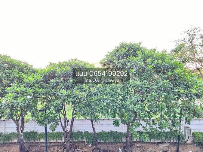 picture EZYHOME080326 Sale :𝗗 𝗰𝗼𝗻𝗱𝗼 Ramkhamheang64 - 6/32