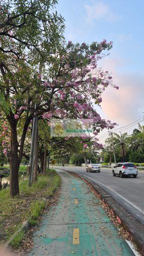 รูป 🏠 ขายบ้าน : Golden Town 2 Ngamwongwan - Prachachuen (โกลเด้น ทาวน์ 2 งามวงศ์วาน - ประชาชื่น) รหัสทรัพย์ | 📌LNP-H900 - รูปที่ 28/36