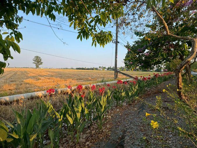 รูป ขายที่ดินแปลงใหญ่ 86 ไร่ ติดถนนประชาสำราญ **ขายราคาประเมิณต่ำกว่าตลาด** (N.2074) - รูปที่ 8/11