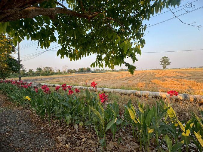รูป ขายที่ดินแปลงใหญ่ 86 ไร่ ติดถนนประชาสำราญ **ขายราคาประเมิณต่ำกว่าตลาด** (N.2074) - รูปที่ 1/11