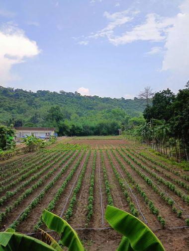 picture Land for sale in Bowin, Sriracha, Chonburi. Beautiful plot, excellent location, next to the mountains. - 2/14