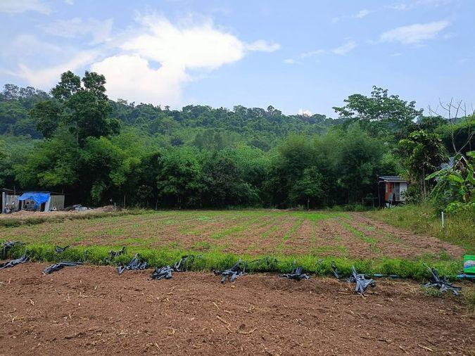picture Land for sale in Bowin, Sriracha, Chonburi. Beautiful plot, excellent location, next to the mountains. - 10/14