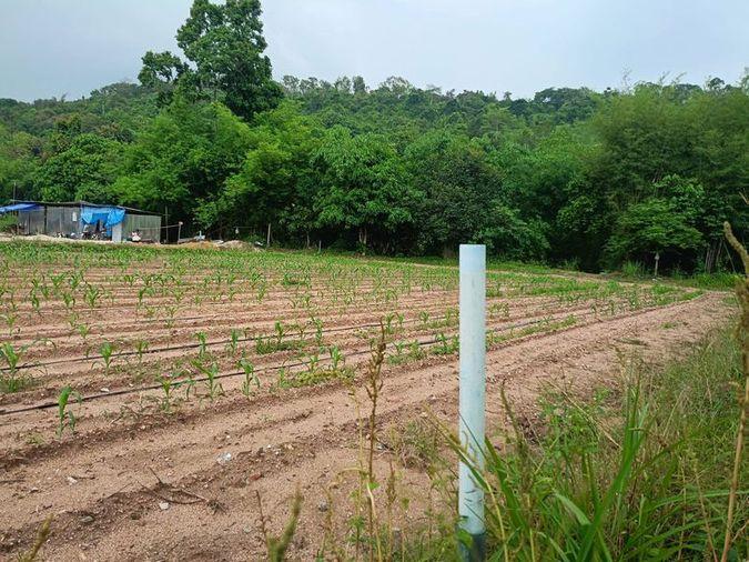 picture Land for sale in Bowin, Sriracha, Chonburi. Beautiful plot, excellent location, next to the mountains. - 7/14