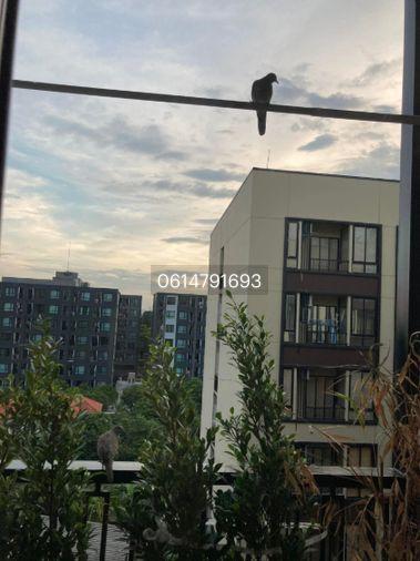 รูป ให้เช่า พลัมคอนโด สะพานใหม่ สเตชั่น 23.12 ตรม. ชั้น 7 เครื่องใช้ไฟฟ้าครบ ขาดเครื่องซักผ้า 9,900 - รูปที่ 12/36