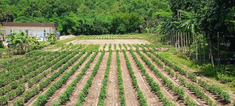 picture Land for sale in Bowin, Sriracha, Chonburi. Beautiful plot, excellent location, next to the mountains. - 5/14