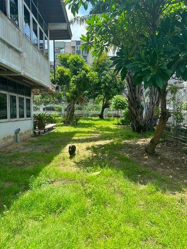 รูป ขายบ้านเดี่ยว 2 ชั้นพร้อมที่ดินซอยสุขุมวิท97/1 ถนนสุขุมวิท (N.1543) - รูปที่ 16/20