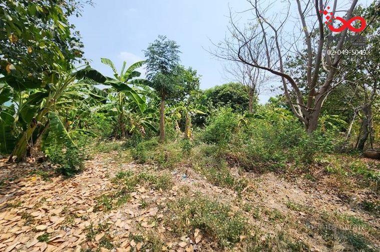 รูป ขายที่ดินถมแล้ว 400 ตร.ว. วัดลาดปลาดุก บางคูรัด บางบัวทอง นนทบุรี - รูปที่ 3/9