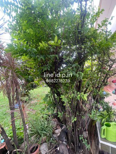 รูป ขาย บ้านเดี่ยว 3ชั้น ✅ หมู่บ้านพฤกษชาติ จาก L&H (สะพานสูง ซอยรามคำแหง118) ซอยรามคำแหง118 พื้นที่ 133 ตรว. ทำเลดี สภาพพร้อมอยู่ การเดินทางสะดวก - รูปที่ 7/7