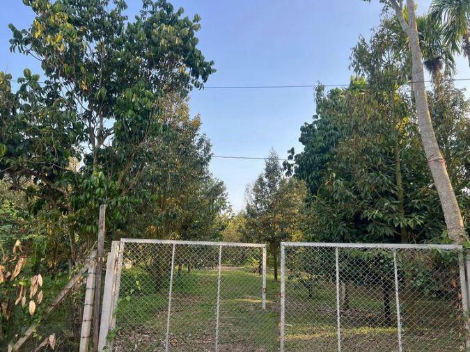 picture Fruit orchard with land for sale in Klaeng District, Rayong. Pleasant atmosphere, ideal for investment. - 17/18