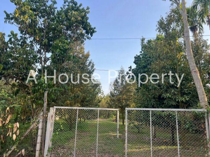 picture Fruit orchard with land for sale in Klaeng District, Rayong. Pleasant atmosphere, ideal for investment. - 17/18