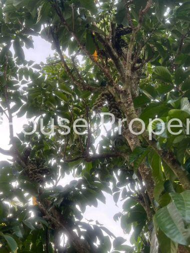 picture Fruit orchard with land for sale in Klaeng District, Rayong. Pleasant atmosphere, ideal for investment. - 11/18