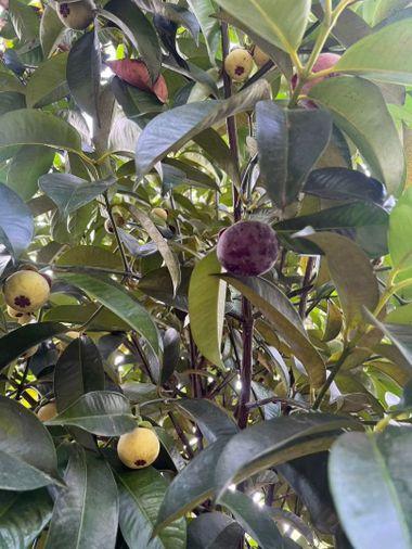 picture Fruit orchard with land for sale in Klaeng District, Rayong. Pleasant atmosphere, ideal for investment. - 7/18