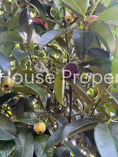 picture Fruit orchard with land for sale in Klaeng District, Rayong. Pleasant atmosphere, ideal for investment. - 7/18