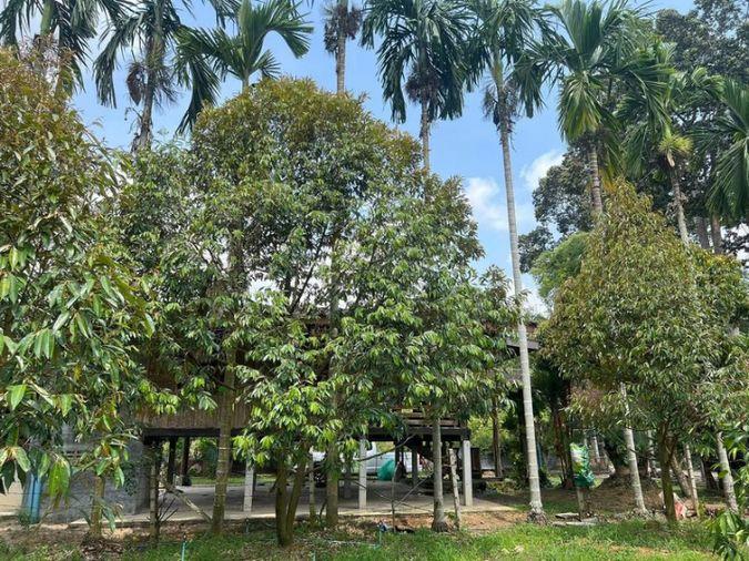 picture Fruit orchard with land for sale in Klaeng District, Rayong. Pleasant atmosphere, ideal for investment. - 13/18