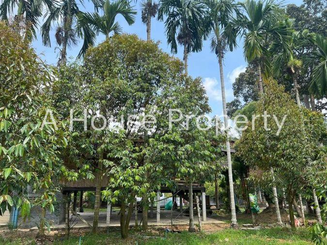 picture Fruit orchard with land for sale in Klaeng District, Rayong. Pleasant atmosphere, ideal for investment. - 13/18