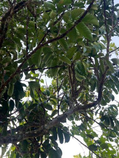 picture Fruit orchard with land for sale in Klaeng District, Rayong. Pleasant atmosphere, ideal for investment. - 8/18